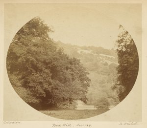 Box Hill, Surrey by Robert Howlett