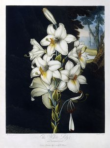 The White Lily by Robert John (after) Thornton
