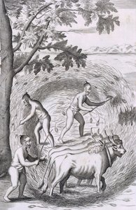 The manner of treading out their rice, from An Historical Relation of the Island Ceylon, pub. 1681 by Robert Knox
