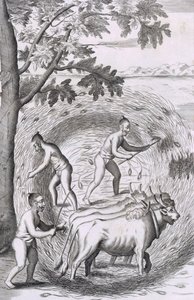 The Manner of Treading Out Their Rice by Robert Knox