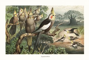 Flock of cockatiels at a water hole by Robert Kretschmer