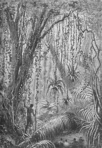 Brazilian Forest by Robert Taylor Pritchett