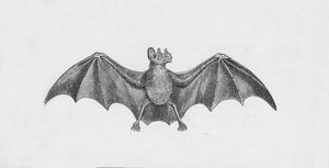 Vampire Bat