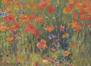 Poppies