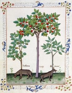 Hazelnut Bush and Cherry Tree, Illustration from the Book of Simple Medicines by Mattheaus Platearius by Robinet Testard