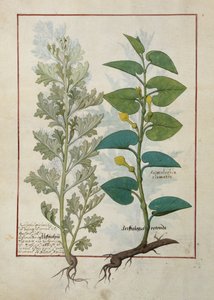 Illustration from The Book of Simple Medicines by Mattheaus Platearius by Robinet Testard