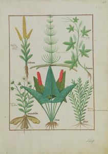 Top row: Maize, Equisetum and Labruscae flos. Bottom row: Daisy, Jarus and Marjoram, illustration from The Simple Book of Medicines, by Mattheaus Platearius, c.1470 by Robinet Testard