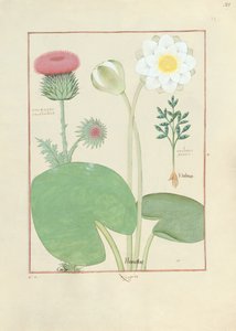 Plumed thistle, Water lily and Castor bean plant, illustration from The Book of Simple Medicines, by Mattheaus Platearius