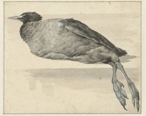 Dead Coot