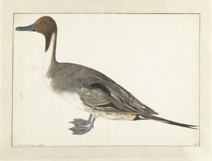 Drake Pintail by Rochus van Veen