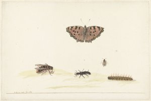 Study Sheet with Various Insects by Rochus van Veen