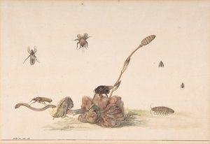 Various Insects by a Fungus, 1681 by Rochus van Veen