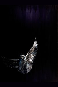 Nocturnal Owl Flight by RodMacIver