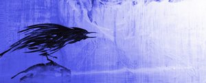 Solitary Blue Raven by RodMacIver