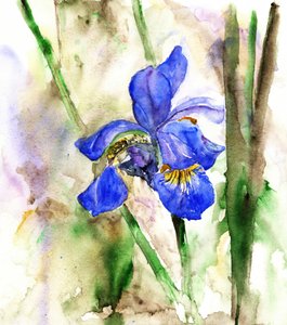 Vibrant Blue Iris by RodMacIver