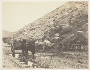 Cattle and Carts, Leaving Balaklava by Roger Fenton