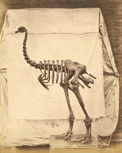 Dinornis Elephantopus Dinosaur