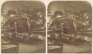 The Megatherium, British Museum