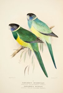 Northern Yellow Banded Parrot and Dundas Yellow Collared Parrot, pub. 1916