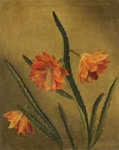 Study of Flowers