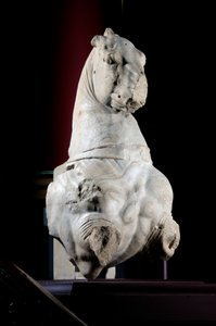 Front Part of a Horse