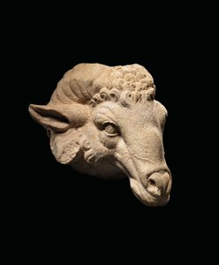 Head of a Ram by Roman Roman