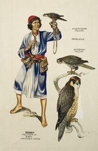 Yusef, Falconer to Sheik Mahmoud Hafiz by Ron Embleton