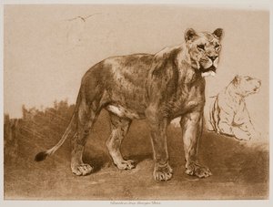 Studies of a Lioness by Rosa Bonheur