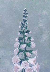 White Foxglove Bloom