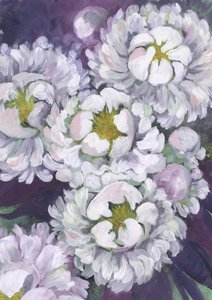 White Peony Blooms