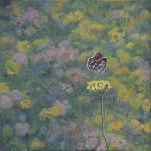 Brown Argus (after photo by Sara Crow)