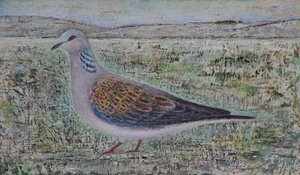Turtle Dove by Ruth Addinall