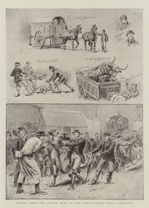 Scenes from the Cattle Show at the Agricultural Hall, Islington