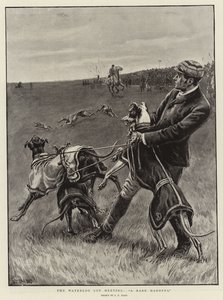 The Waterloo Cup Meeting, A Rare Handful