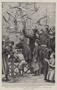 Winter Visitors to London, Feeding Seagulls in St James
