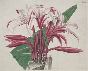 The Botanical Magazine or Flower Garden Displayed: Stately Crinum