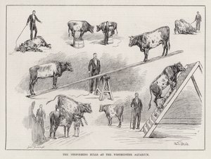 The Performing Bulls at the Westminster Aquarium