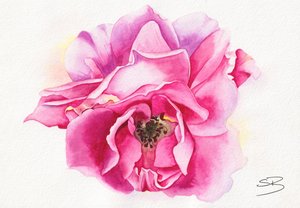 Blooming Pink Rose by Salome