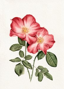 Botanical Pink Roses by Salome