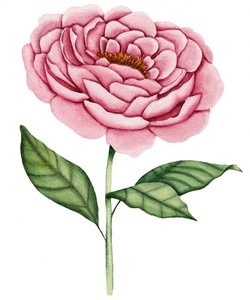 Pink Peony Bloom by Salome