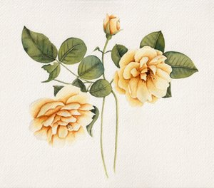 Soft Yellow Roses by Salome