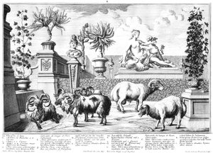 Sheep