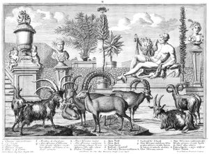 Ibexes