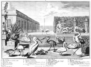 Water Birds