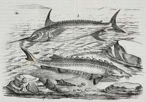 1 Swordfish (Xiphias gladius), 2 Sturgeon (Acipenser sturio) by Salvatore Puglia
