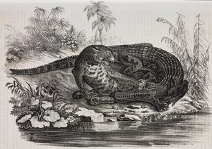 Caiman and jaguar