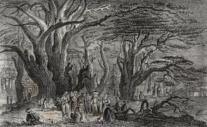 Old cedars of Lebanon in Tyre, Lebanon, lithograph by Salvatore Puglia from Poliorama Pittoresco
