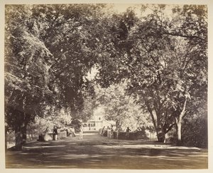 An archway of trees near Tanjore by Samuel Bourne