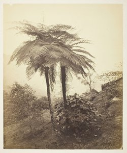 The Tree Fern, Prize Photo