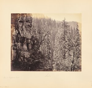 View in the Narkunda Forest by Samuel Bourne